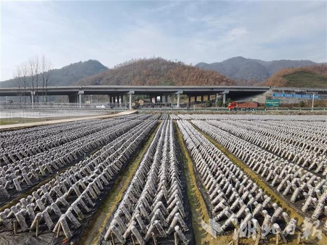 壮观！房县深山有个“木耳大世界”