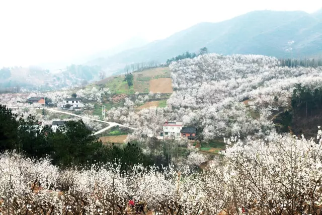 房县建设“万亩樱桃十里长廊” 激活富民增收“一池春水”