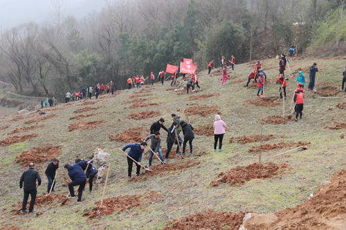 房县干群春季义务植树添新绿