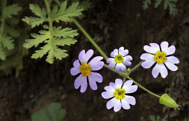 姚坪乡发现珍稀植物“陕西羽叶报春”