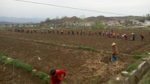 房县亳源专业合作社免费发放中药材种子种苗