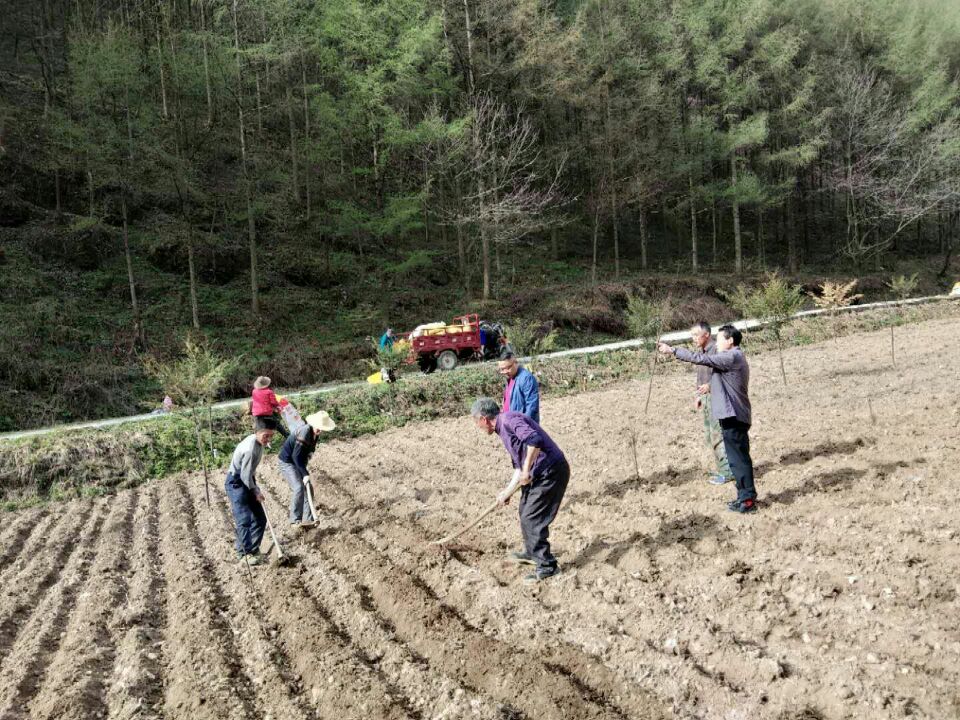五彩土豆照亮脱贫路
