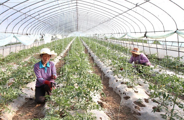 房县小水利“大能耐”