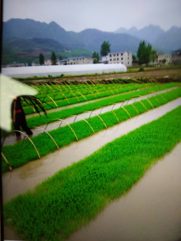 红塔镇以黄酒产业发展为契机，大力发展优质糯稻种植产业