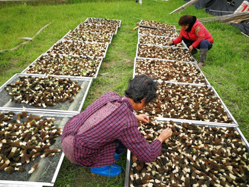 军店镇：巧用农闲发展羊肚菌产业 助力精准脱贫再添新路