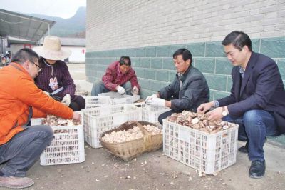 房县扶贫贷款支持的农户喜获丰收