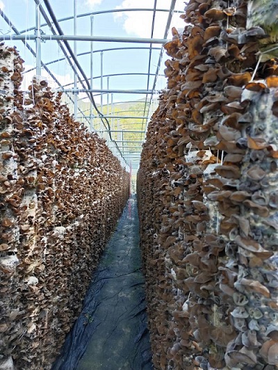 喜讯！房县成功引入黑木耳大棚吊袋立体栽培技术
