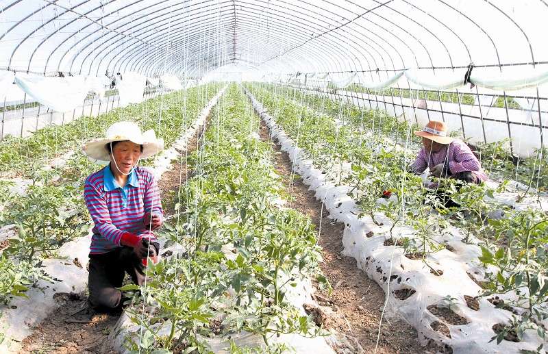 房县一蔬菜大棚为西红柿苗进行人工授粉