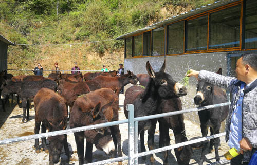 军店镇天晨种养殖专业合作社产业扶贫助民富