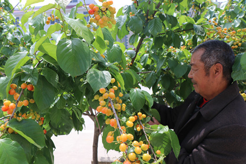 房县八里樱桃丰收在望