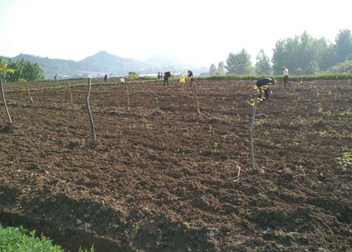 化龙堰镇高川村发展多种产业促脱贫