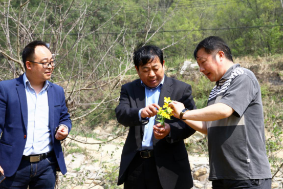 县卫健局以种植中草药助推精准扶贫村产业发展
