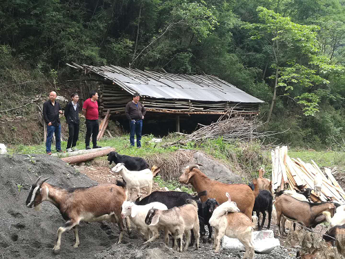 中坝乡龙滩村发展山羊养殖助推精准脱贫