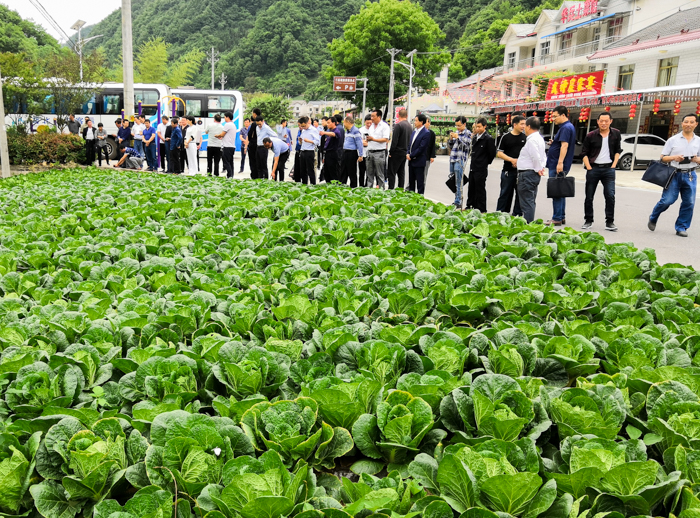 野人谷镇召开重点工作现场会