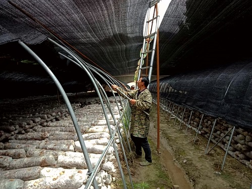 土城食用菌农民专业合作社灾后及时恢复生产
