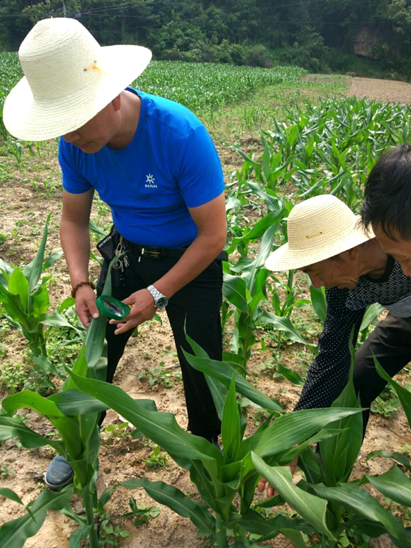 土城镇：防治为主 打响虫口夺粮保卫战
