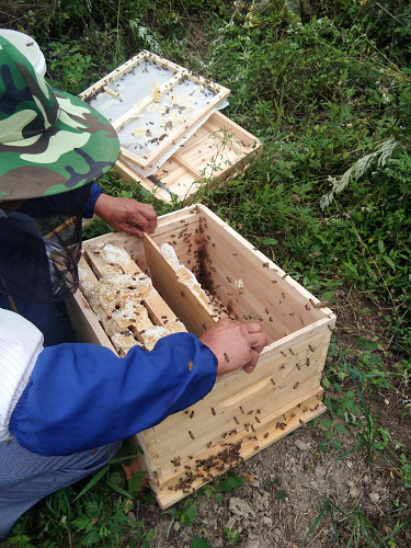 红塔镇：养殖中蜂半载苦，酿出脱贫致富蜜