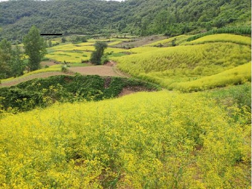 柴胡花开白马沟漫山遍野是黄金