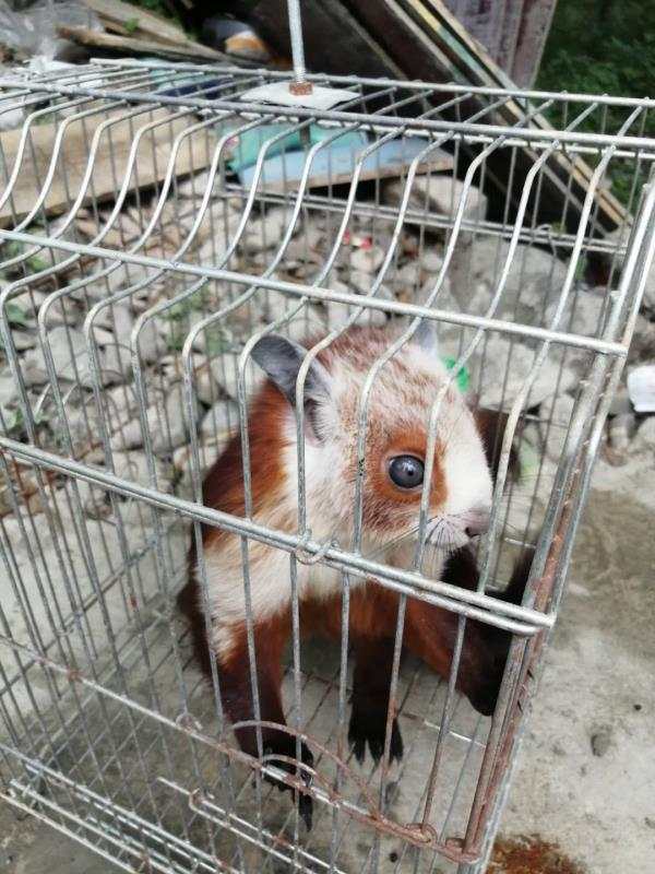 红塔镇兴胜村发现国家珍稀动物--飞狐