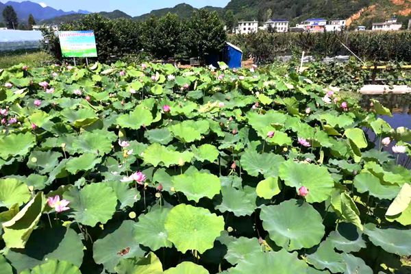 推广绿色综合防控 发展生态休闲农业