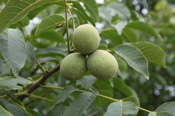 我县核桃挂果长势喜人