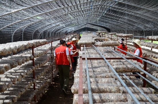 县农业农村局：扎实开展农产品质量安全抽样监测 确保广大群众“舌尖上的安全”