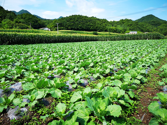 野人谷镇西蒿坪村：高山“菜篮子”鼓起“钱袋子”