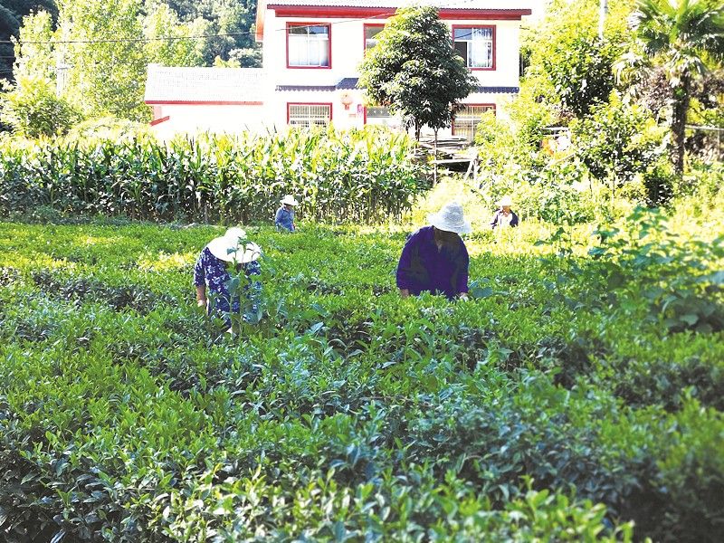 茶园片片促增收
