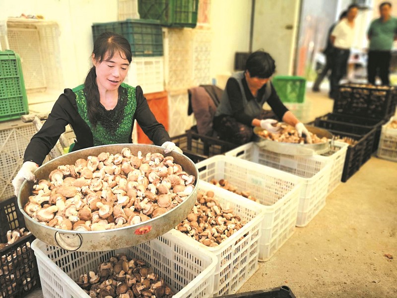 食用菌产业助增收致富