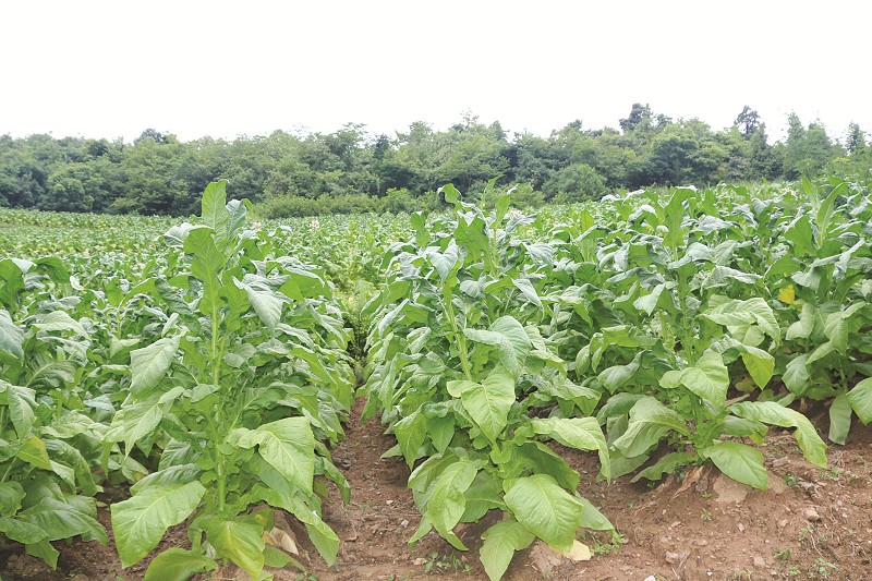 房陵西南看“门古” ——房县门古寺镇壮大富民产业助推脱贫攻坚综述