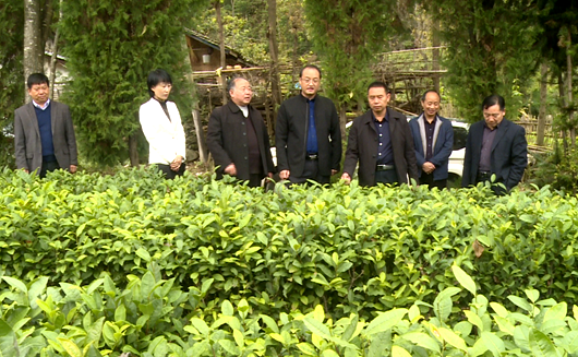 县人大开展茶叶产业专项检查活动