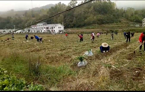 房县庄房村：干群合力种茶忙  产业致富奔小康