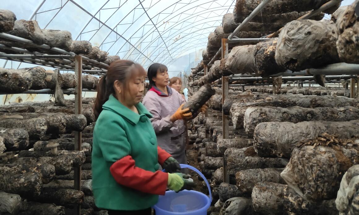 黄杨村：引进香菇产业让“三无村”变身“产业村”