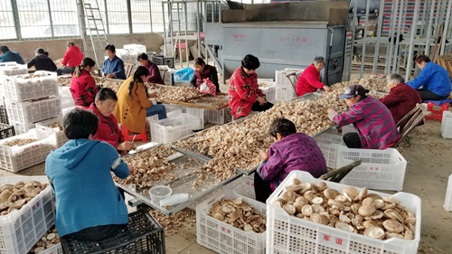 回龙：香菇飘香促农增收