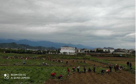 军店镇：片区党委联合发力 产业建设如火如荼