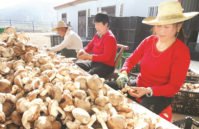 耳菇丰产 农户增收