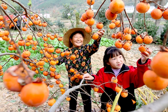 房县：火红柿子成了农民致富的“金果果”