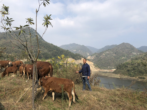 走向我们的小康生活：陈立平 赶着牛群奔小康