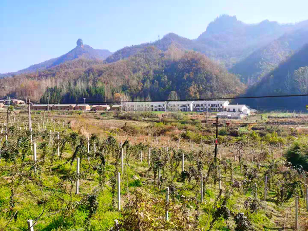 黄酒镇里瓜果香