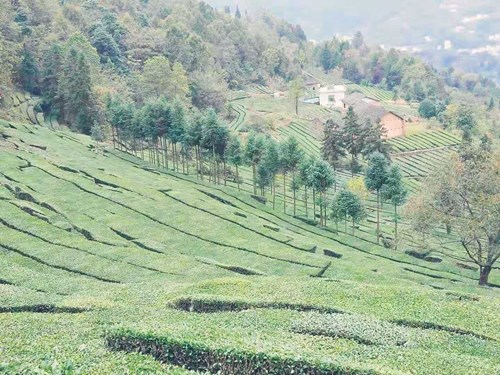 姚坪乡改造老茶园  富民产业再升级