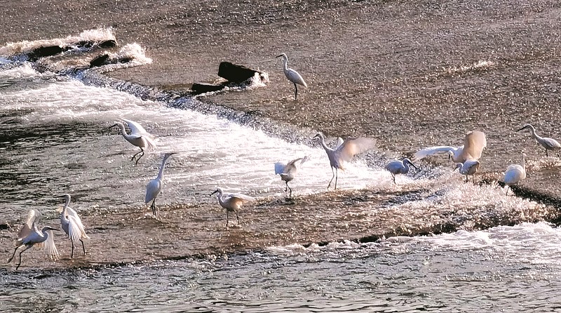 白鹭起舞马栏河