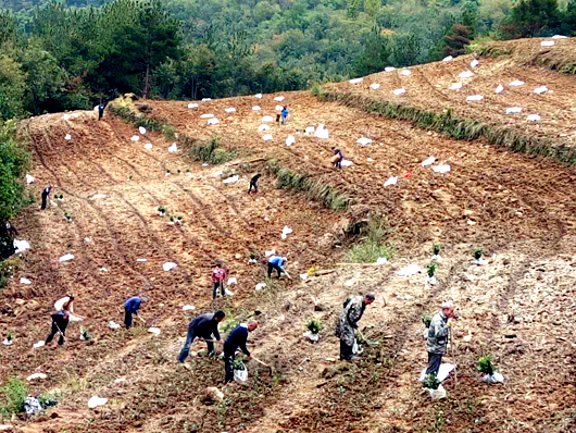 青峰镇：高山上铺出“致富路”