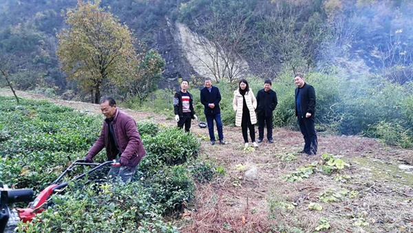 房县姚坪乡：三措并举兴茶业 强乡富民奔富路