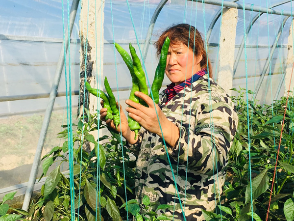 化龙堰镇：“绿色”产业带来红火日子