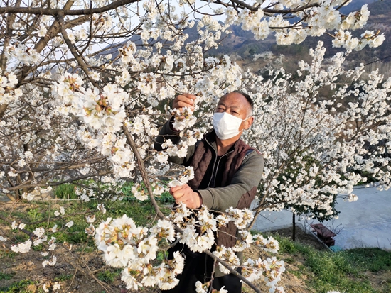 房县一农民给樱桃树疏花实行“计划生育”