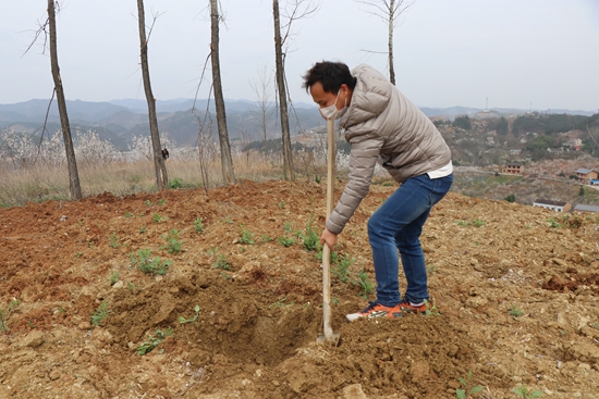 城关镇千余户农民戴口罩闹春耕