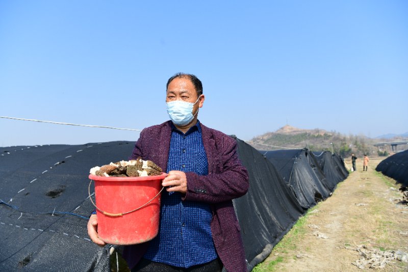 红塔镇六谷村农户喜采羊肚菌