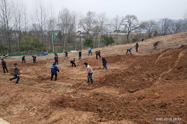 青峰镇:植树造林士气高