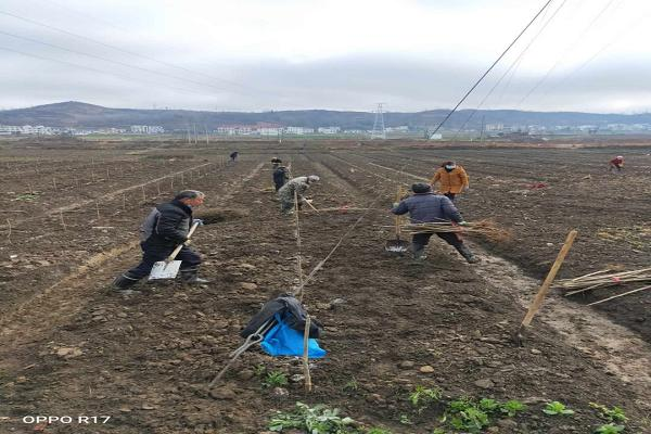 军店镇：春风送暖植树忙 古城遍地添新绿