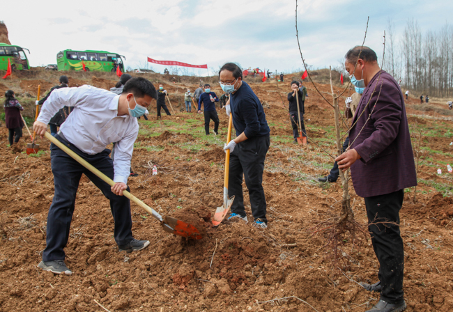 我县有序开展春季义务植树 确保防“疫”植树两不误